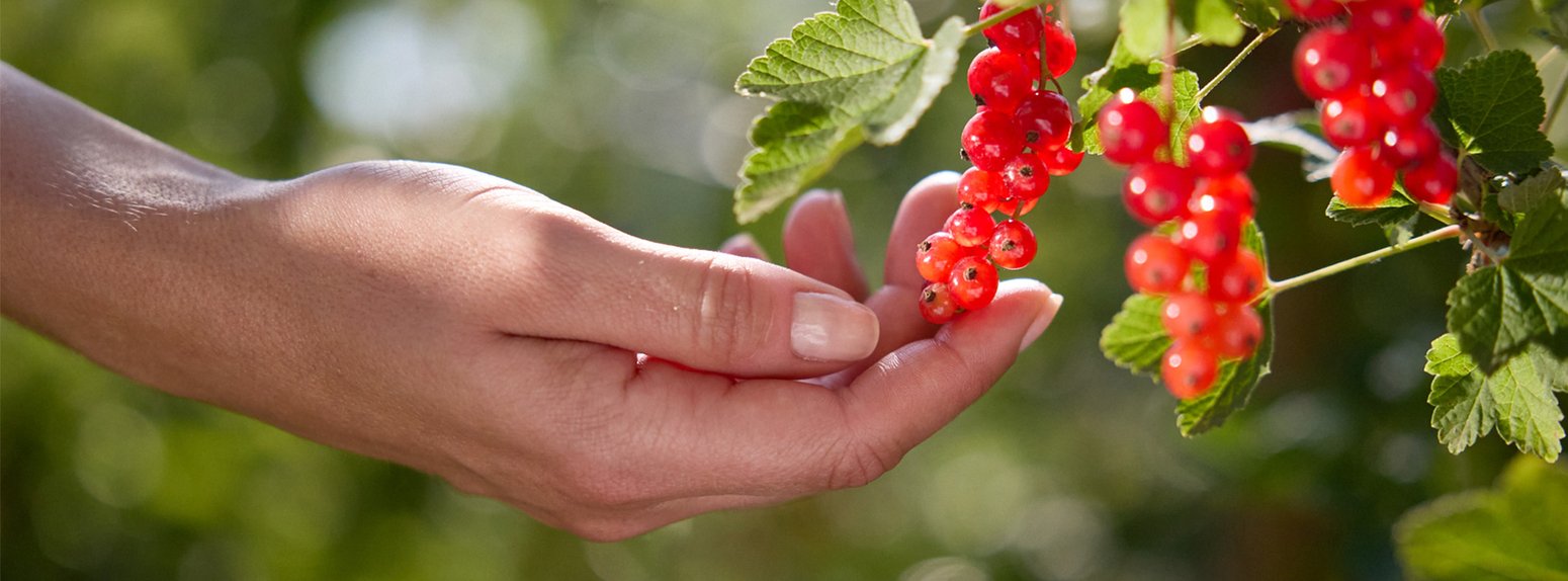 Closeup auf eine Hand, die nach frischen Johannisbeeren am Strauch greift.
